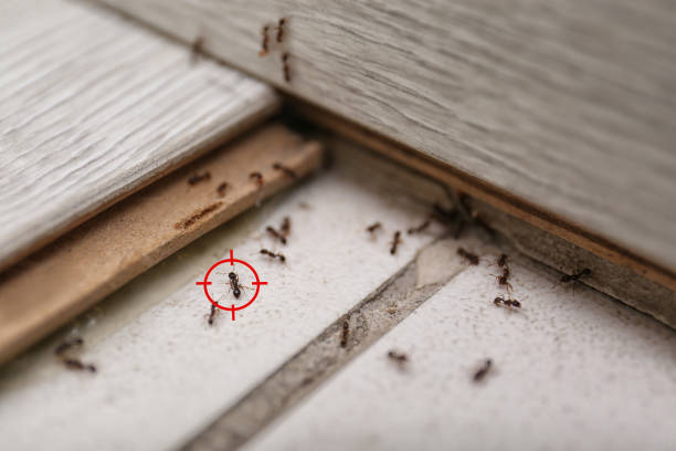 Best Affordable Pest Control Services  in Randallstown, MD