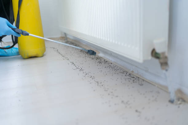 Best Wasp Removal Services  in Randallstown, MD